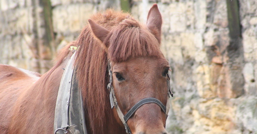 В Одессе стартовал конкурс красоты среди лошадей