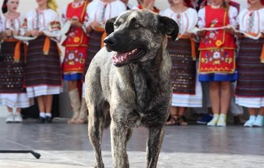 В Ужгороде собирают деньги на памятник погибшей собаке, которую считали 