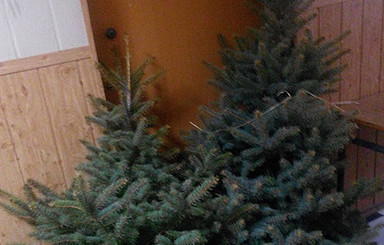 В Полтаве задержали первых похитителей елей