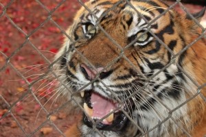 Итальянца арестовали за то, что завел дома тигра