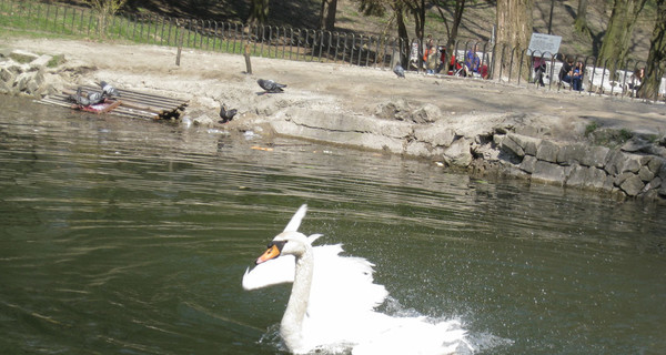 Лебедей из Стрыйского парка перевели в теплицу