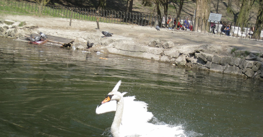 Лебедей из Стрыйского парка перевели в теплицу