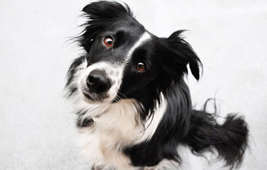 В Великобритании собака выжила после падения с 90-метрового обрыва