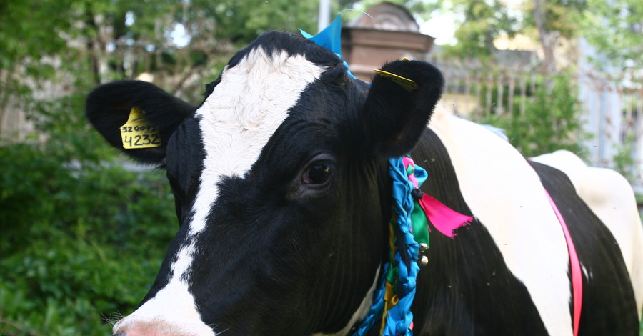 Украинский скот ожидает поголовная идентификация