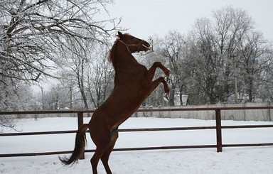 Жизнь Замечательных Лошадей