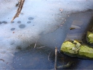 В Днепропетровской области рыбаки умудрились найти на Днепре лед и провалиться