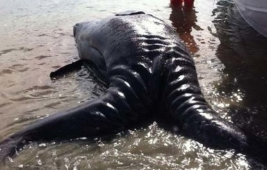 У побережья Мексики нашли китов-сиамских близнецов