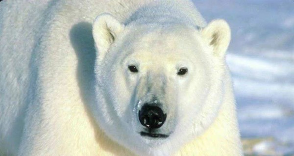 Американский холод не выдерживают даже белые медведи