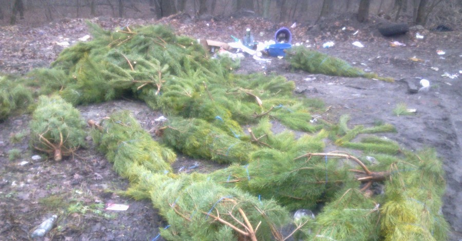 Непроданные новогодние елки выбрасывают на окраине Киева