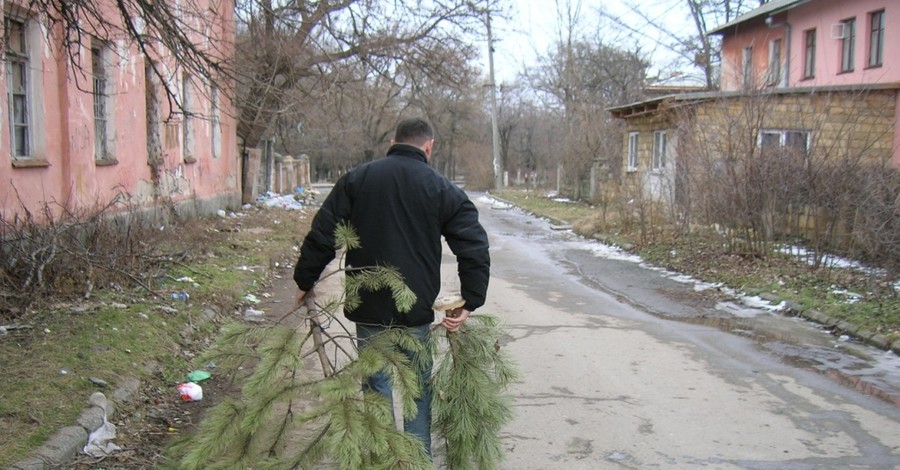 В Крыму нераспроданные новогодние елки просят сдавать в зоопарк