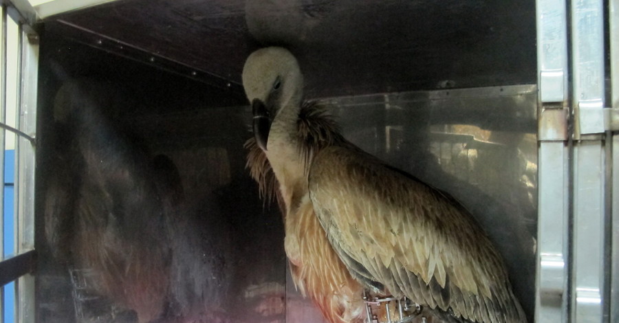 Раненому сипу ищут место в крымских зоопарках