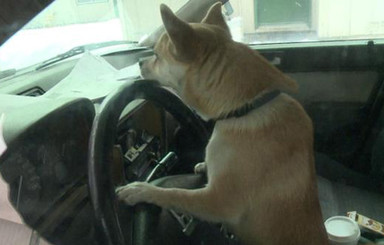 В США пес чихуахуа угнал машину и устроил аварию
