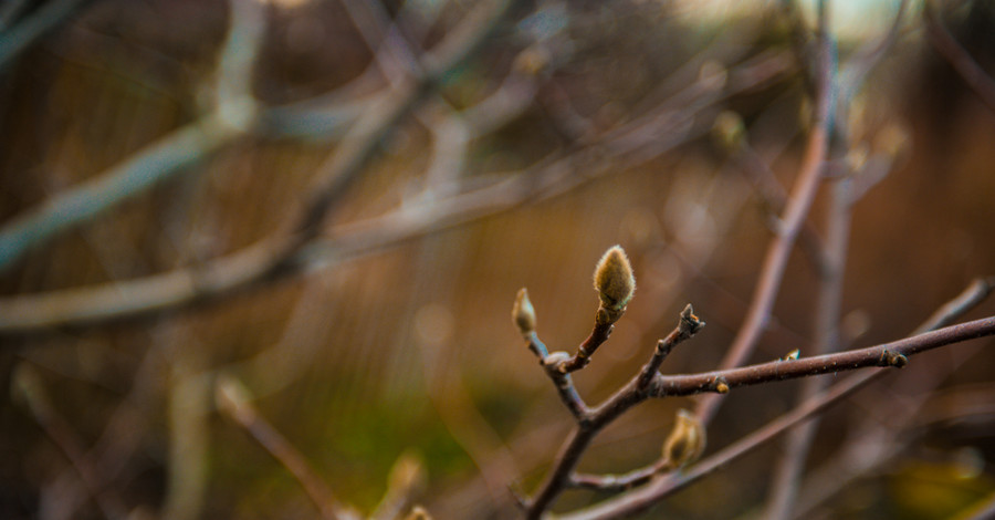 В запорожском ботаническом среди зимы зацвела калина