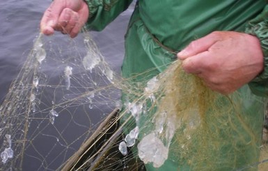 Под Одессой медузы вытесняют рыбу с пресноводного лимана