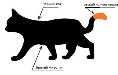 В Киеве целый район ищет потерявшегося кота