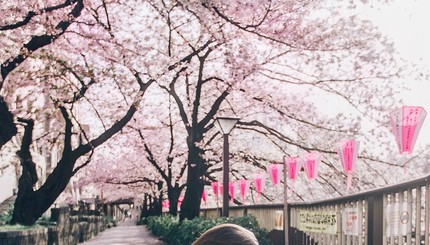 В Японии цветут сакуры