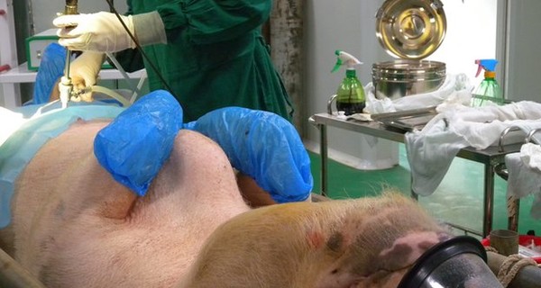 Рынок сала в опасности - Китай клонирует свиней
