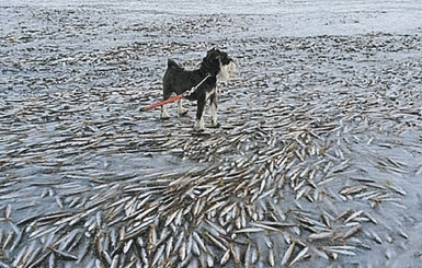 Селедочный апокалипсис: косяк рыбы замерз прямо в океане