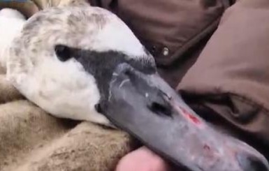 В Сумах 10 дней ловили изнеможенного лебедя
