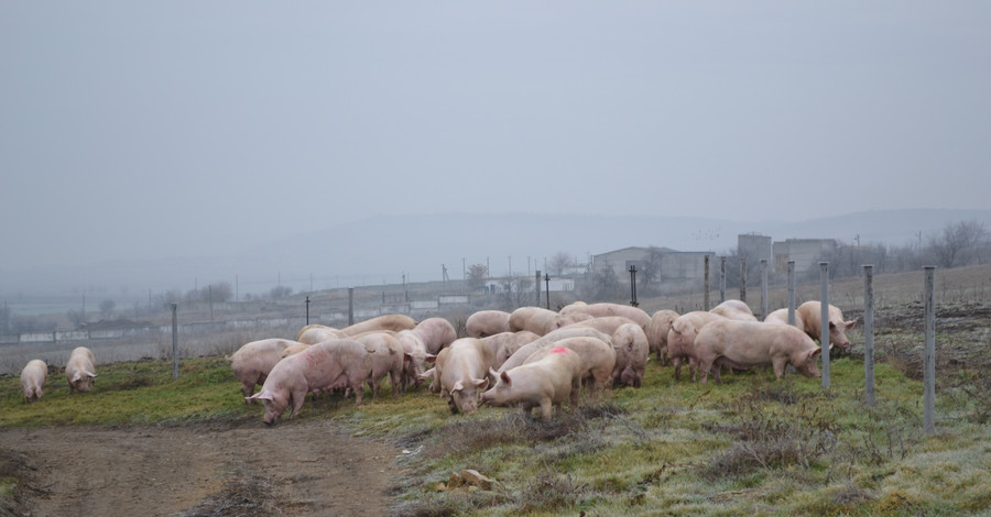 При пожаре в Одесской области заживо сгорело 300 свиней