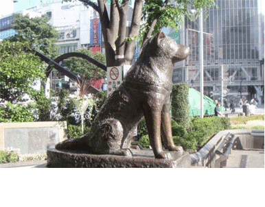 Японцы: Известный пес Хатико ждал 9 лет не своего хозяина, а шашлыки