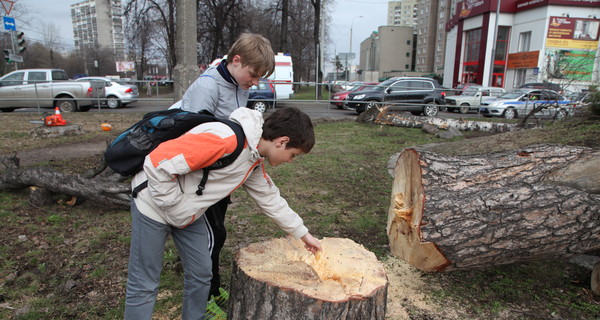 К весне в городе спилят тысячи деревьев