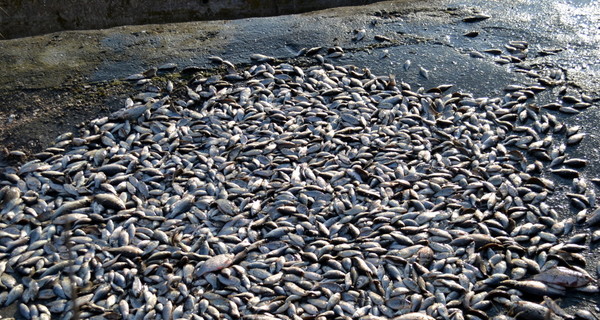 В Крыму браконьеры наловили рыбы на 50 тысяч гривен