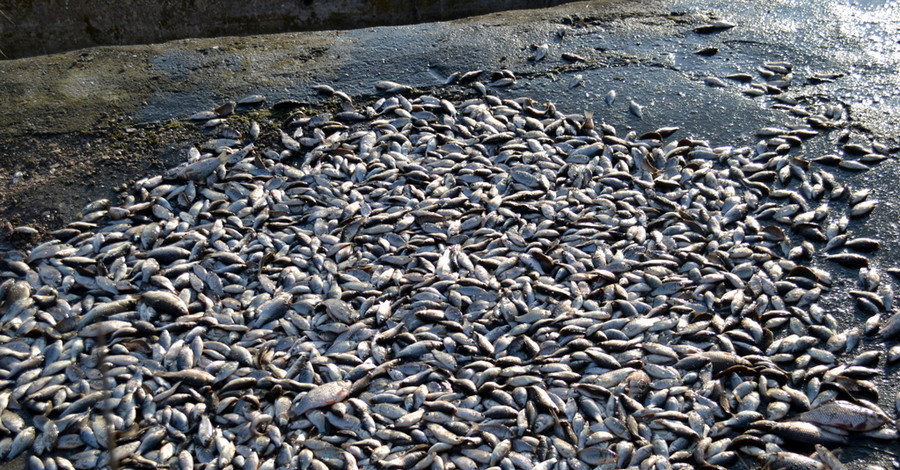 В Крыму браконьеры наловили рыбы на 50 тысяч гривен