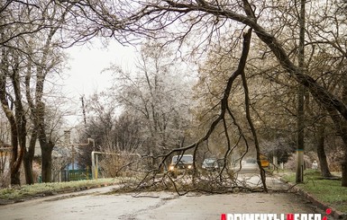 В Крыму непогода валила деревья и останавливала троллейбусы