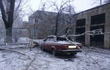 В Одессе шторм повалил десятки деревьев