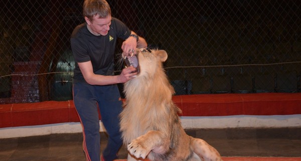 После гастролей на ассистента дрессировщика из Кривого Рога напал лев