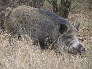 В Луганской области жертвами африканской чумы стали 110 свиней