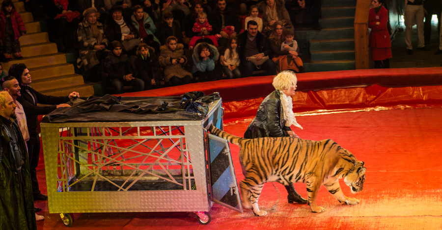 На арене цирка людей превращают в тигров и волков