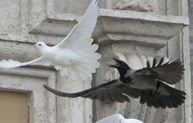 Ученые и священники объяснили, почему птицы напали на голубей мира в Ватикане 
