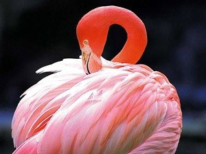 Усыпили старейшего в мире фламинго 