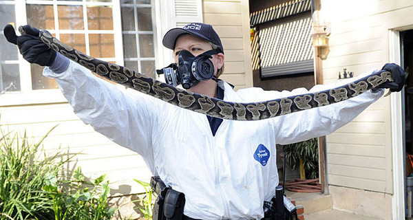 Дома у жителя Калифорнии нашли более 400 змей
