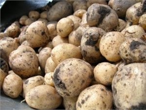 В  Беларуси запретили картофель из ЕС