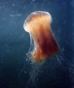 У побережья Австралии нашли гигантскую медузу нового вида