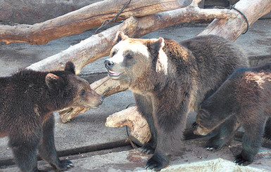 Медведь Матвей ради встречи с любимой вышиб в вольере заслонку 