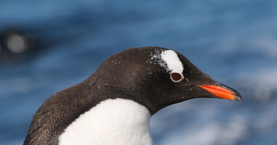Британский зоопарк кормит пингвинов антидепрессантами
