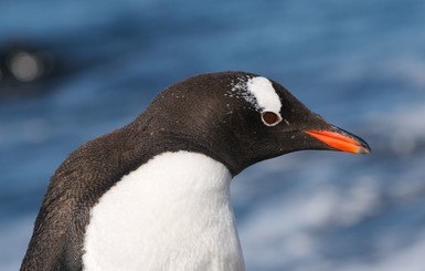 Британский зоопарк кормит пингвинов антидепрессантами