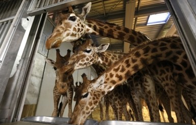 В датском зоопарке жирафа Мариуса умертвили, несмотря на просьбы людей