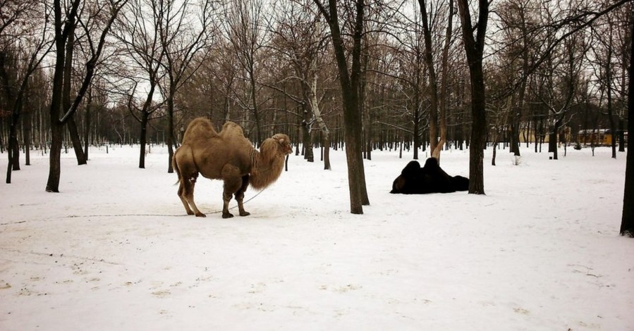 По заснеженному Запорожью гуляют верблюды