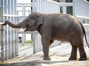 Харьковчане будут выводить из депрессии киевского слона