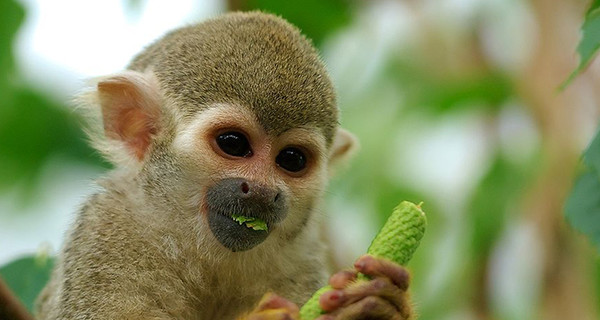 В Германии зоопарк избавился от обезьяны из-за ее любвеобильности