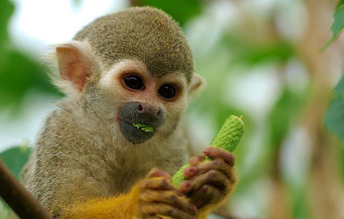 В Германии зоопарк избавился от обезьяны из-за ее любвеобильности