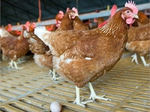 Украинские куры отправятся в Саудовскую Аравию