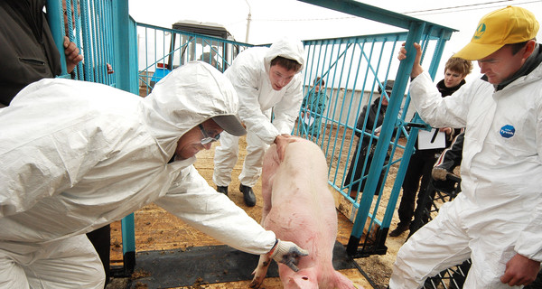 Угроза африканской чумы свиней в Донецкой области: перестреляют всех кабанов, а на свинофермах объявят карантин