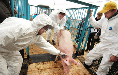 Угроза африканской чумы свиней в Донецкой области: перестреляют всех кабанов, а на свинофермах объявят карантин
