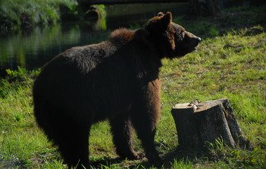 У многострадальной медведицы Маши теперь есть аквариум и водопад 